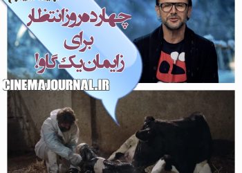 انتظار چهارده روزه برای زایمان یک گاو!/روایت امین حیایی از دریافت سیمرغ با فیلم "برف آخر"!+ویدیو