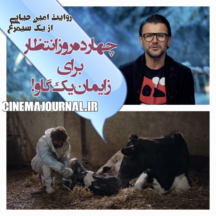 انتظار چهارده روزه برای زایمان یک گاو!/روایت امین حیایی از دریافت سیمرغ با فیلم "برف آخر"!+ویدیو