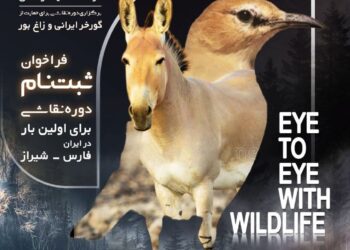 رویداد «چشم در چشم حیات‌وحش» برگزار می‌شود/ خلق آثار با الهام از مشاهدات میدانی در قلب زیستگاه‌ها